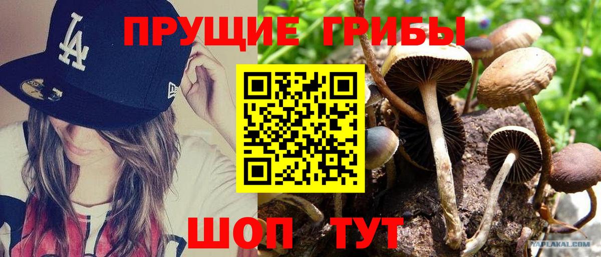 Балашов  Псилоцибиновые грибы мухоморы  Вход с VPN 